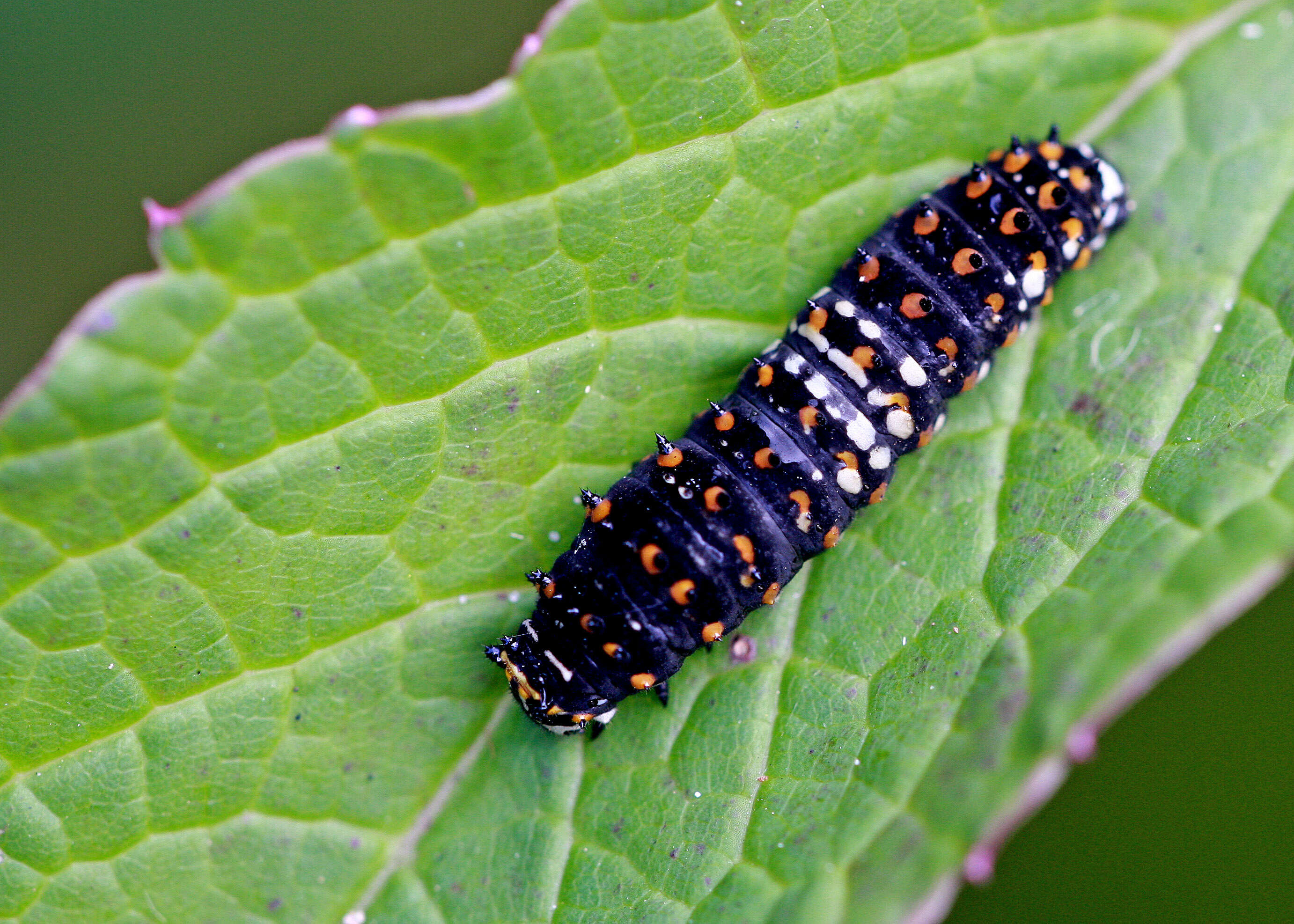 Imagem de Cicuta maculata L.