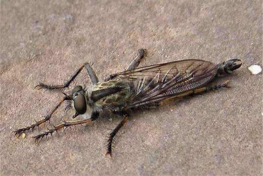 Image of Machimus atricapillus (Fallen 1814)