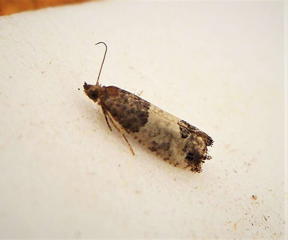 Image of Moth