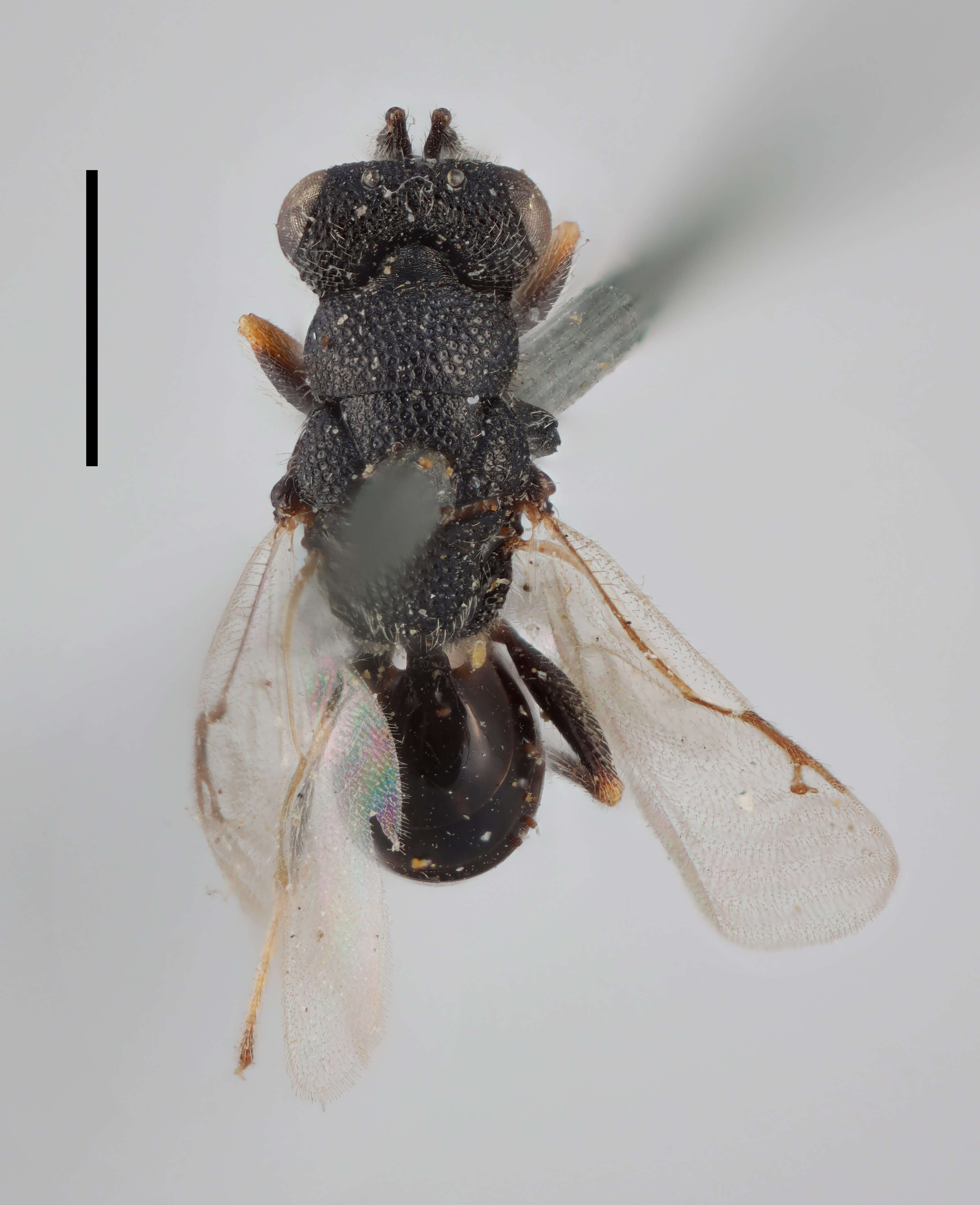 Sivun Eurytoma appendigaster (Swederus 1795) kuva