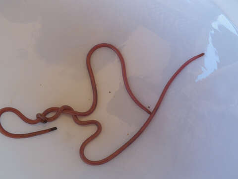 Image of long-beaked Blind Snake