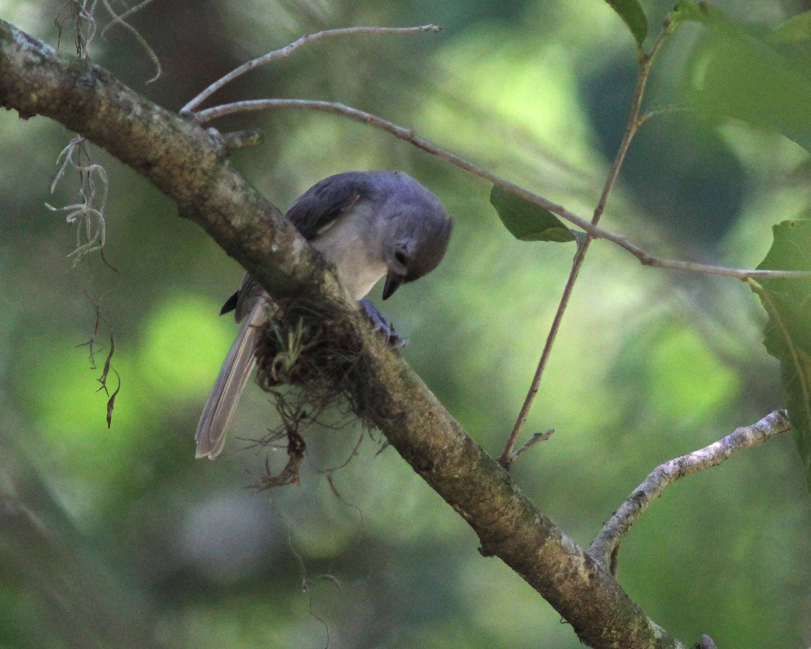 Image of American Titmice