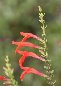 Image of scarlet calamint