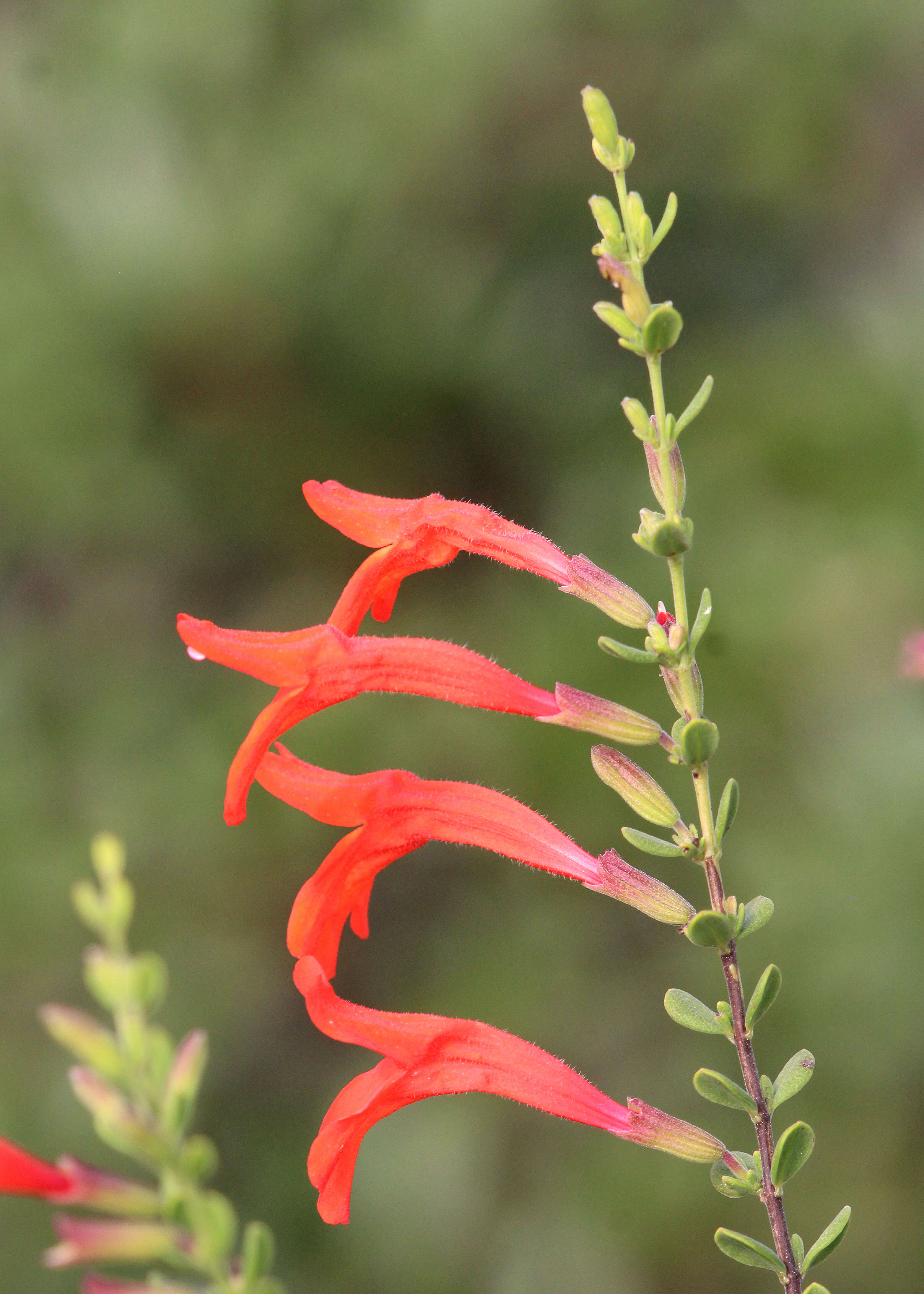 Imagem de Clinopodium coccineum (Nutt. ex Hook.) Kuntze