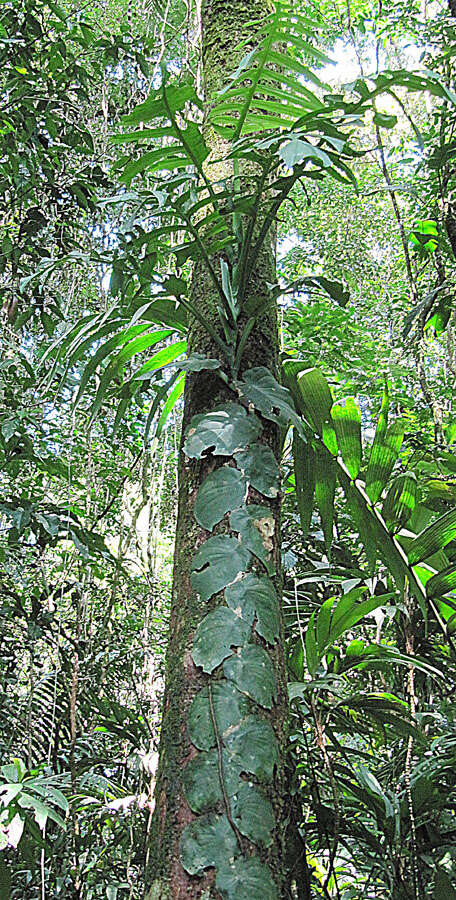 Image of Monstera tenuis K. Koch