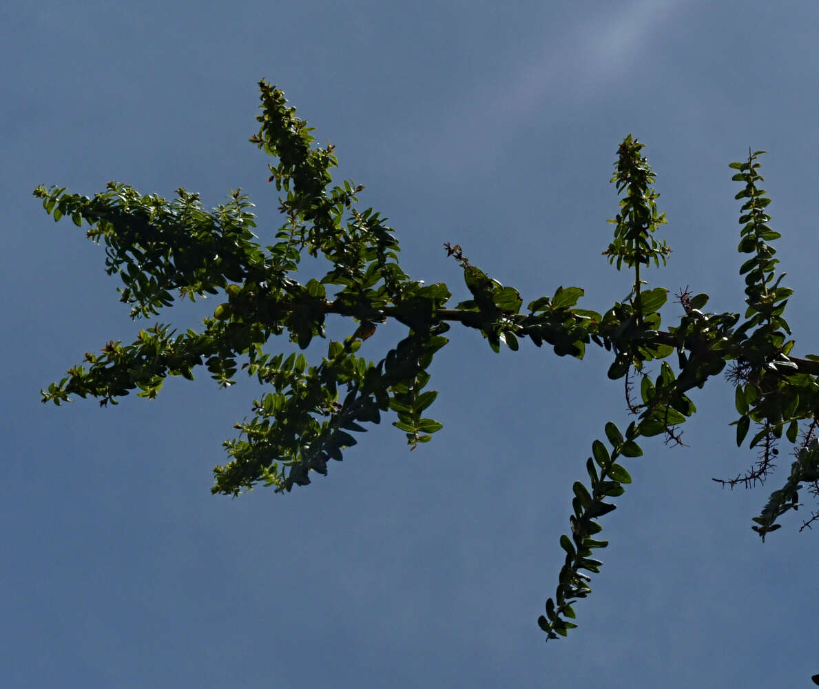 Image of Coriaria ruscifolia L.