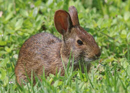 Image of Key Rabbit