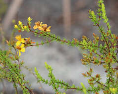 Image of Atlantic St. John's-Wort