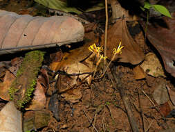 Image de Voyria kupperi (Suessenguth) P. Ruyters & P. J. M. Maas