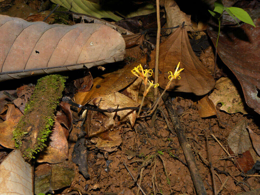 Image de Voyria kupperi (Suessenguth) P. Ruyters & P. J. M. Maas