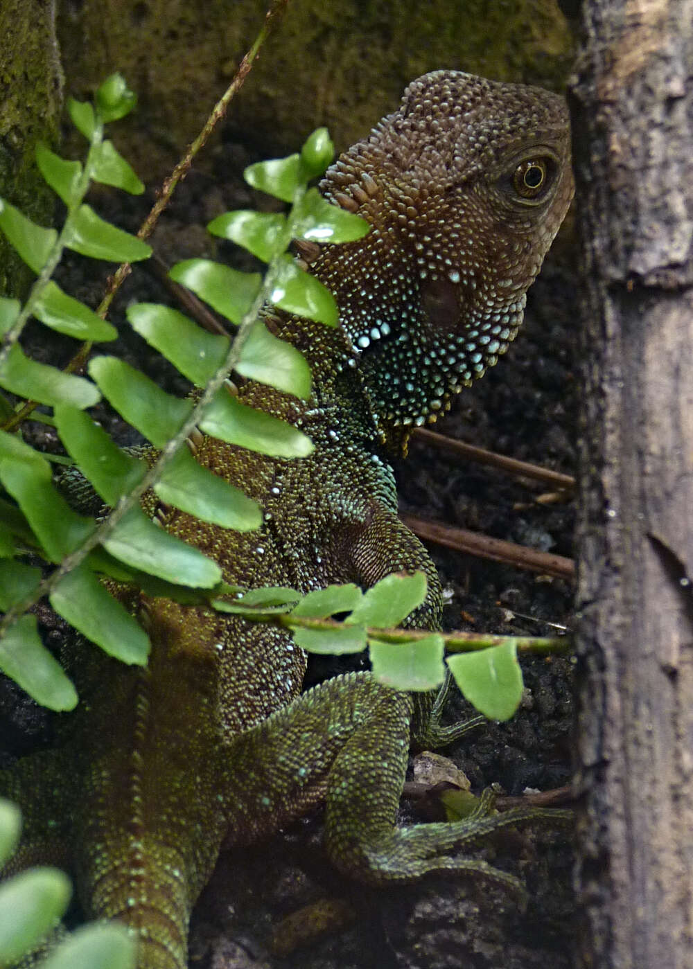 Sivun Enyalioides rubrigularis Torres-carvajal, De Queiroz & Etheridge 2009 kuva