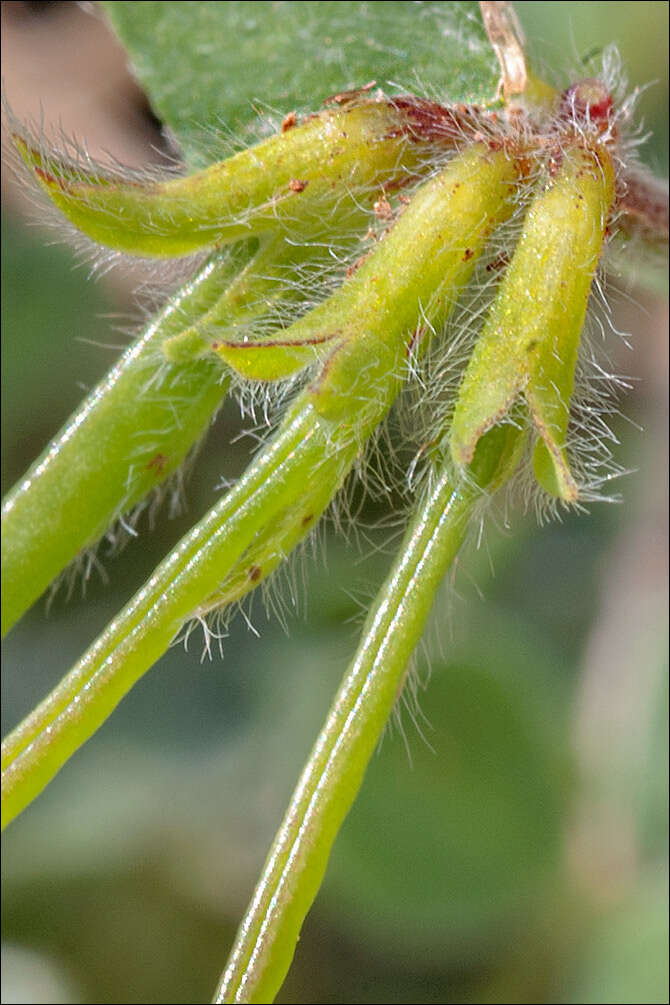 Слика од Lotus ornithopodioides L.