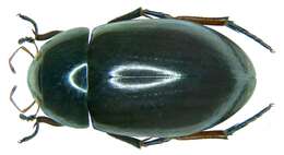 Image of Lesser silver water beetle