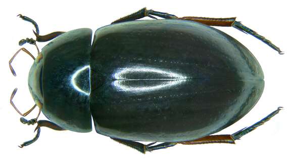 صورة Hydrochara caraboides (Linnaeus 1758)