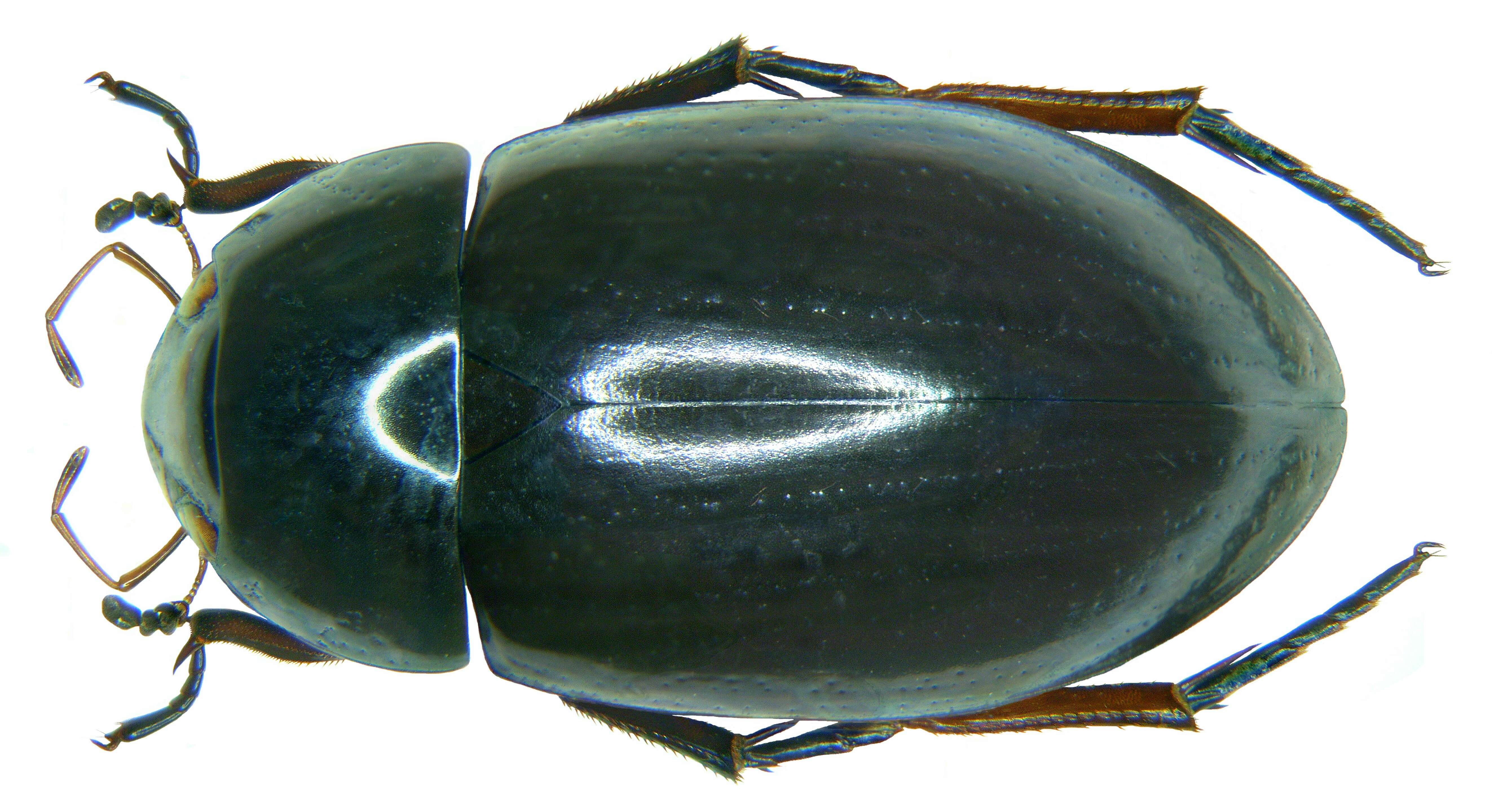 Image of Lesser silver water beetle