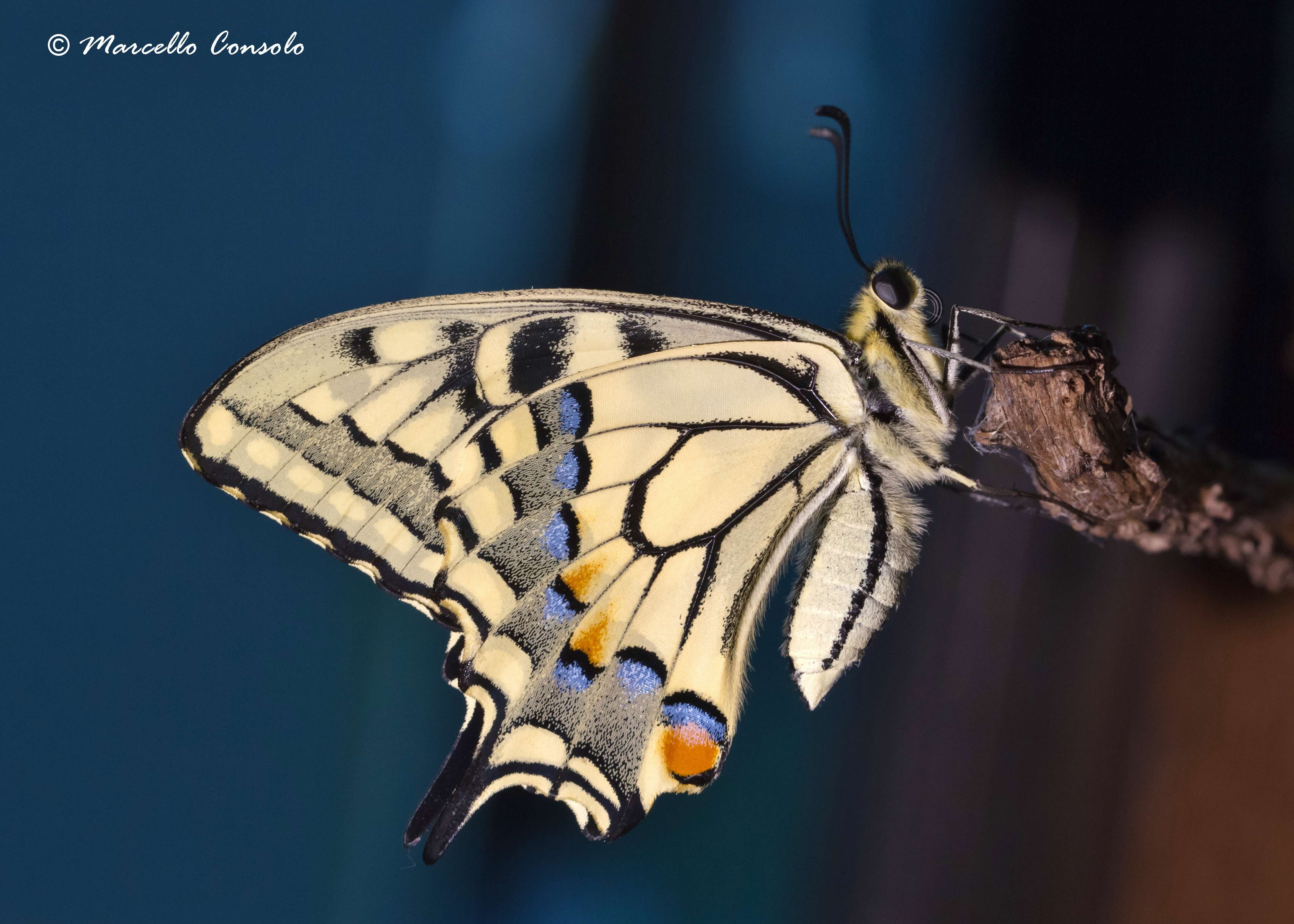 Image of Old World Swallowtail