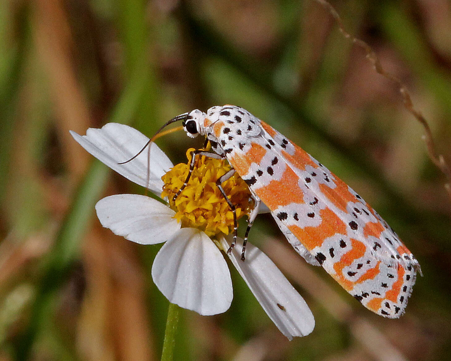 Sivun Utetheisa bella Linnaeus 1758 kuva