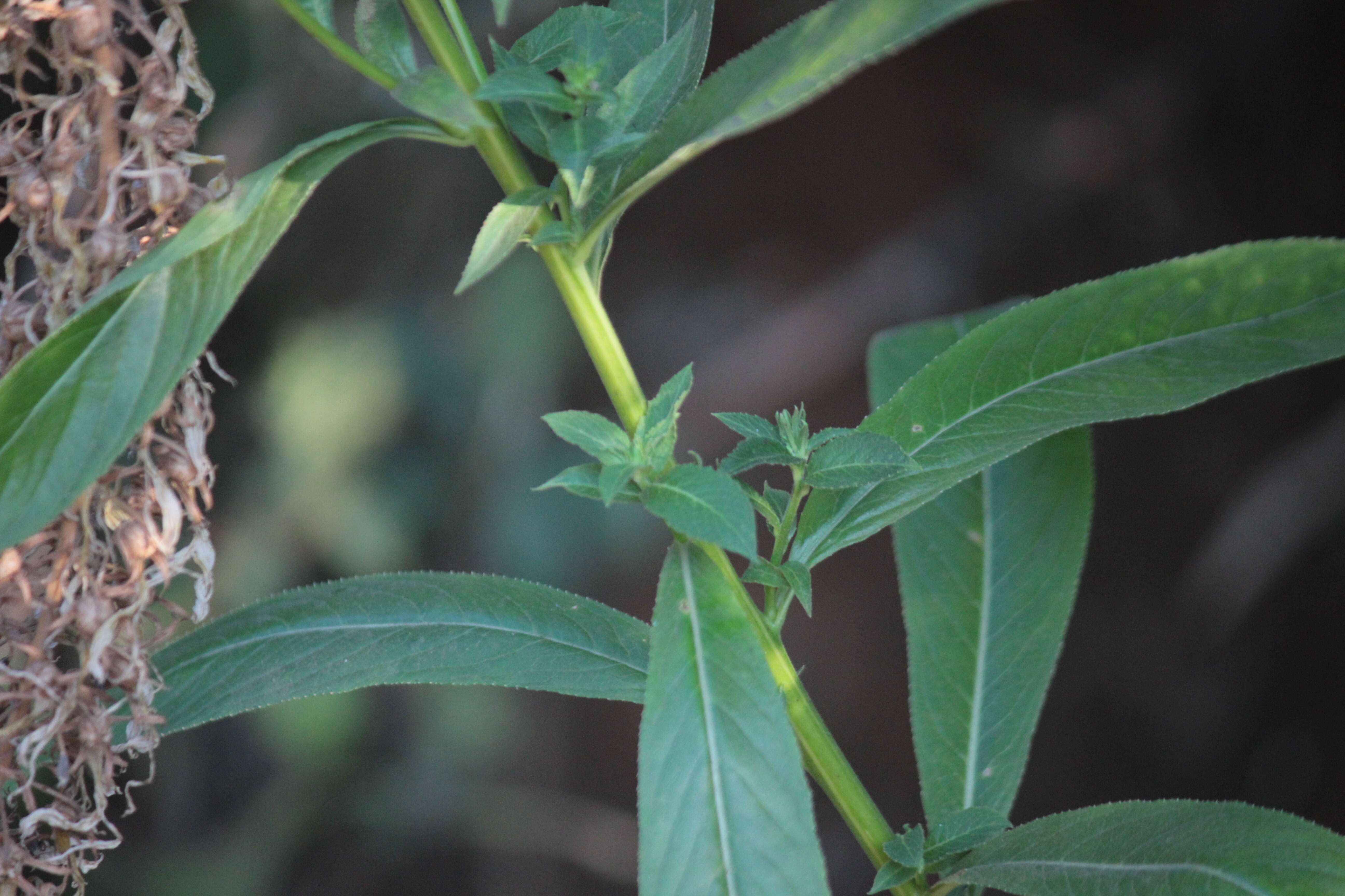 Image de Lobelia nicotianifolia Roth