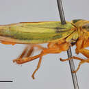 Image of Cicadella lasiocarpae Ossiannilsson 1981