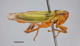 Image of Cicadella lasiocarpae Ossiannilsson 1981