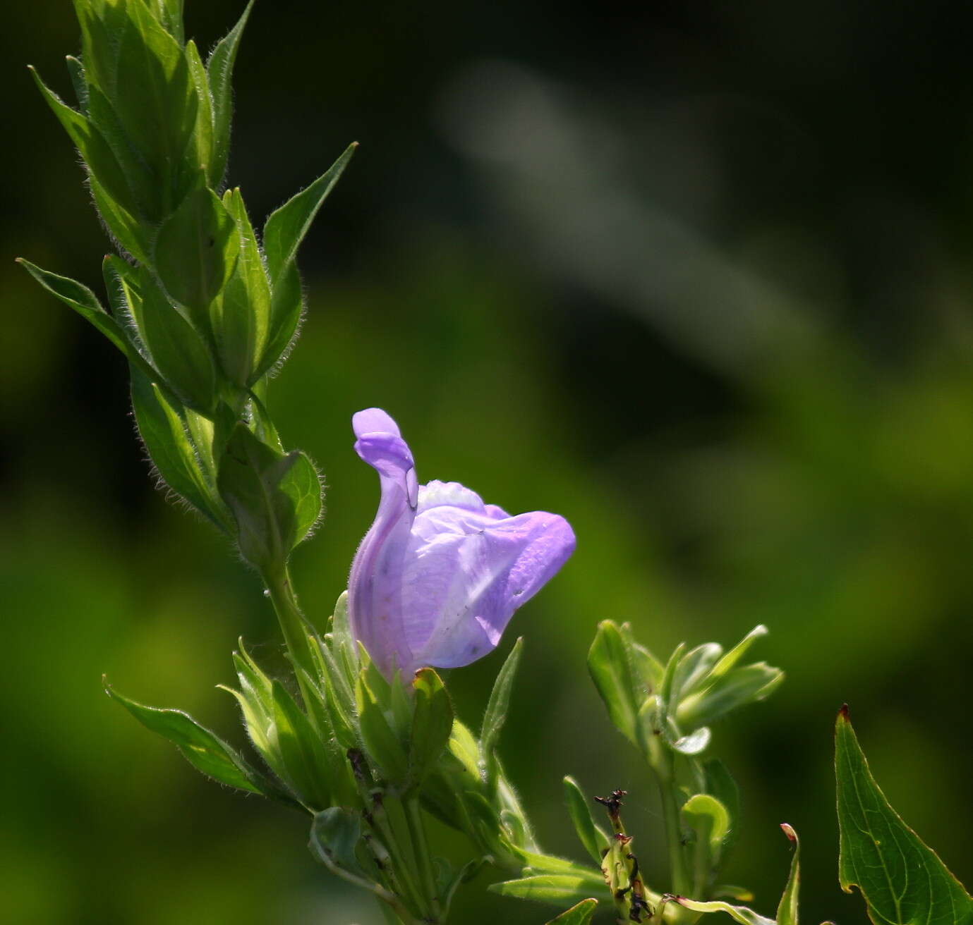 Calacanthus resmi