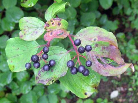 Image of bloodtwig dogwood