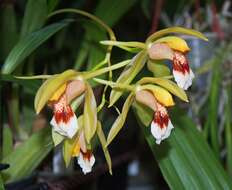 Coelogyne marmorata Rchb. fil. resmi