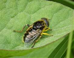 Image of Eristalinus sepulchralis (Linnaeus 1758)