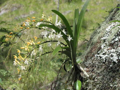 Rangaeris muscicola (Rchb. fil.) Summerh.的圖片