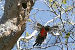 Imagem de Trogon elegans Gould 1834