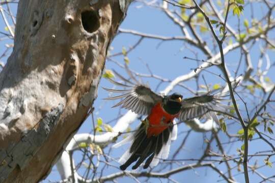 Plancia ëd Trogon elegans Gould 1834