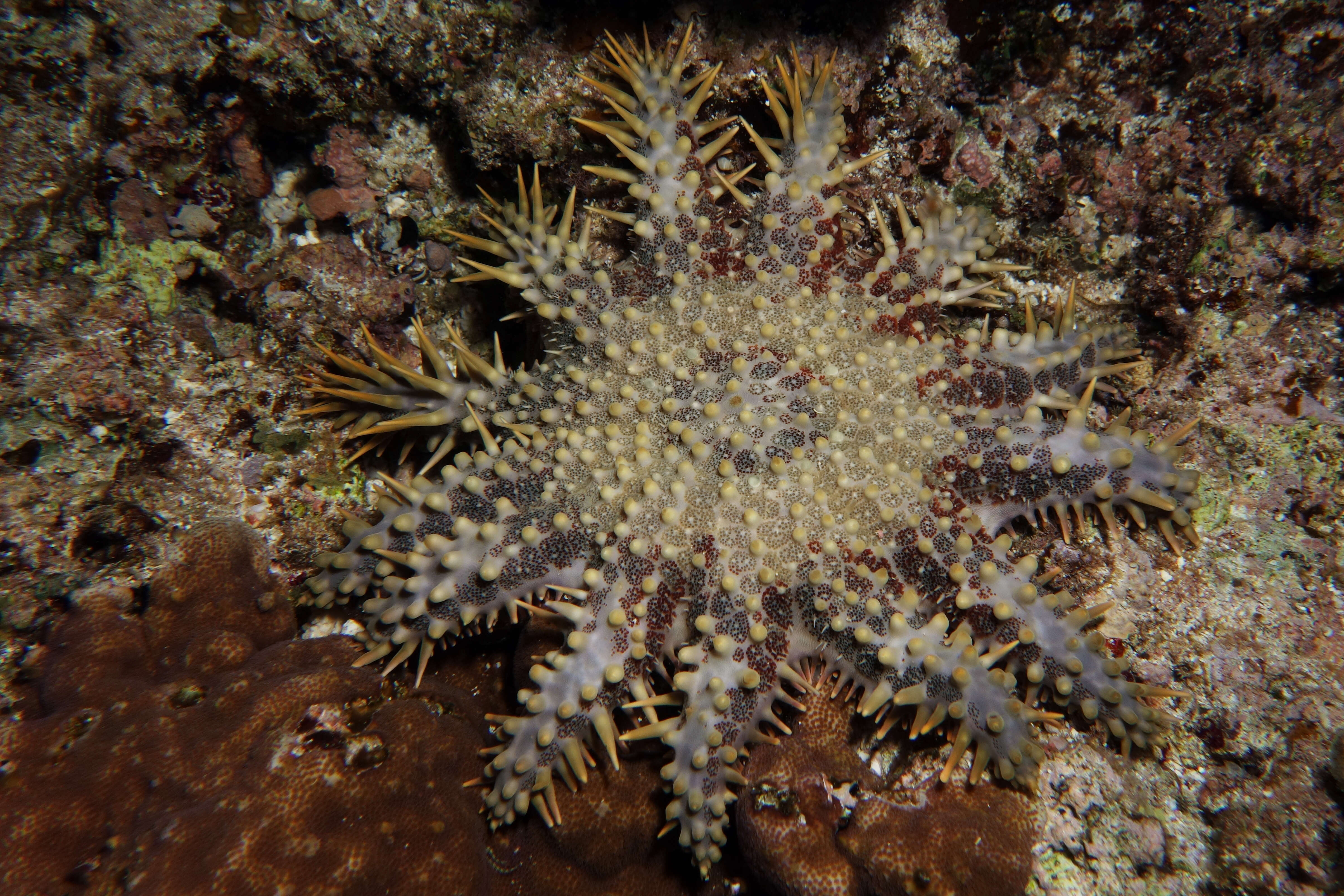 Image of crown of thorns starfishes