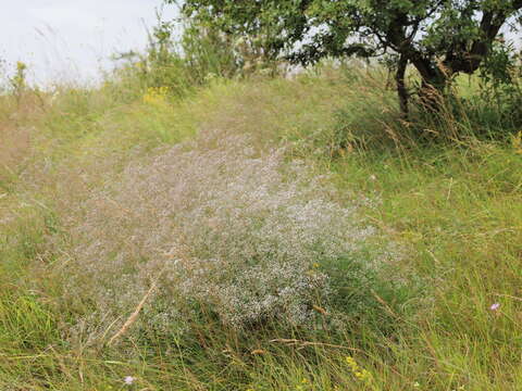 Image de Gypsophila paniculata L.