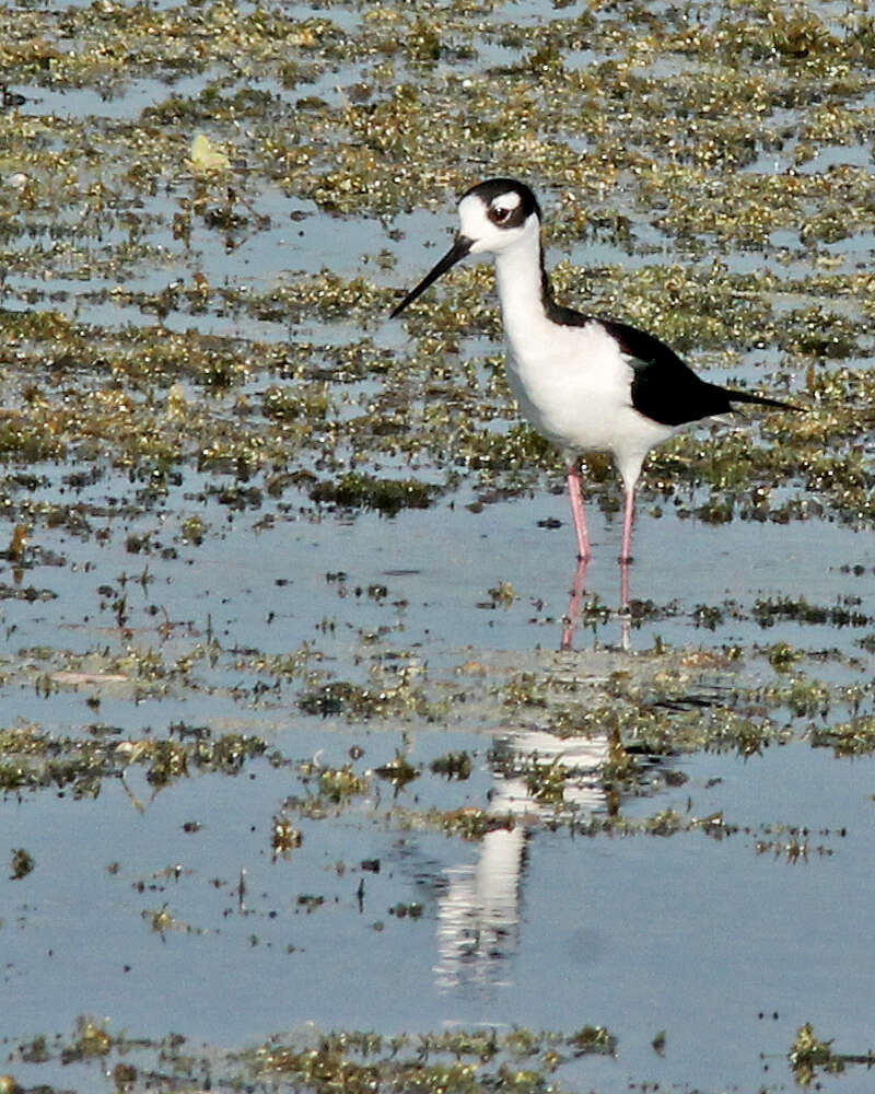 Image of Black-necked Stilt