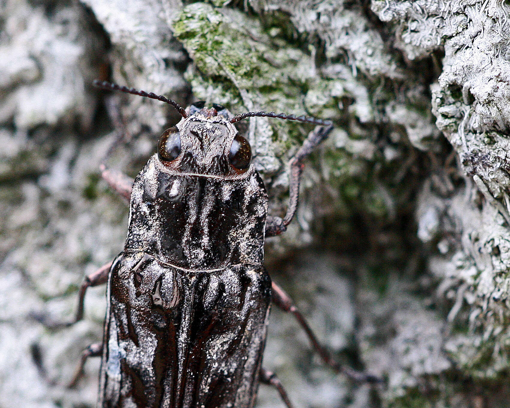 Image of Sculptured Pine Borer