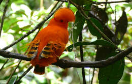 Image of Guianan Cock-of-the-rock