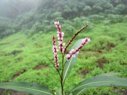 صورة Persicaria glabra (Willd.) Gomez de la Maza