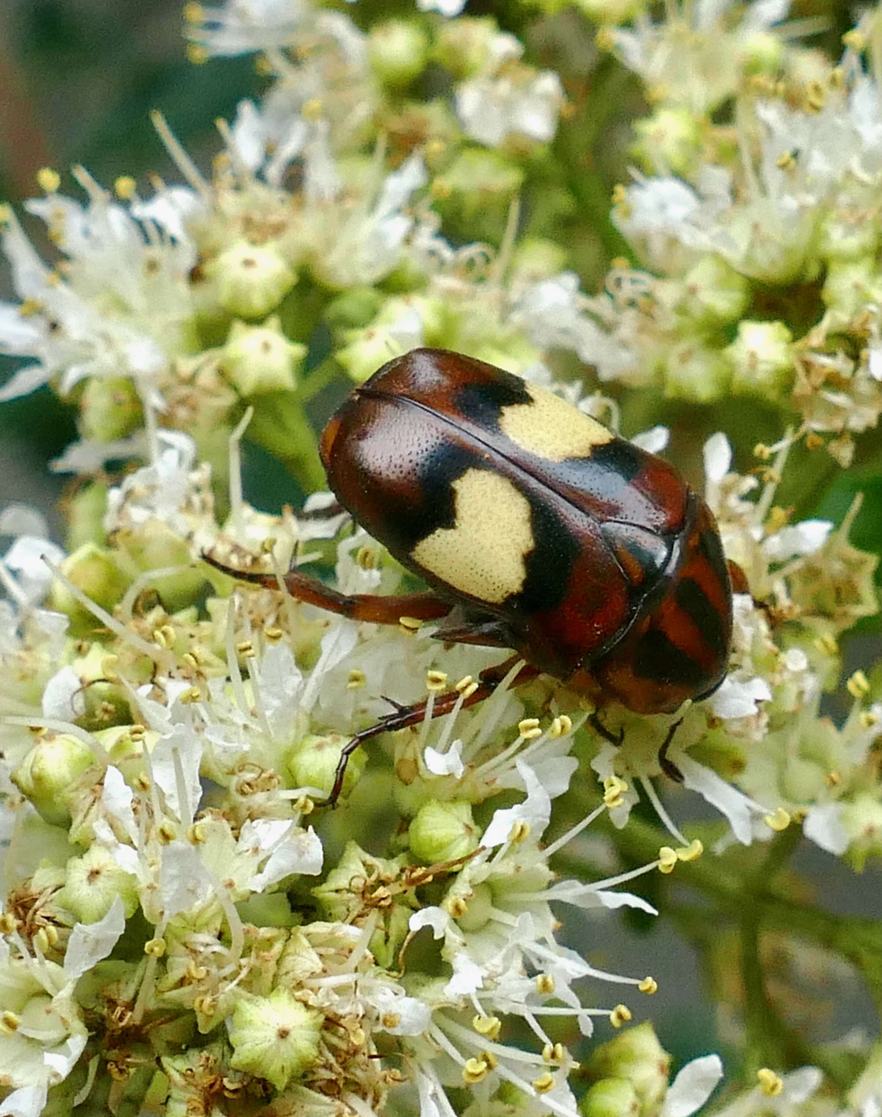 Image de Pedinorrhina trivittata