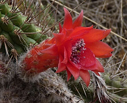 Image of Cleistocactus sepium (Kunth) F. A. C. Weber