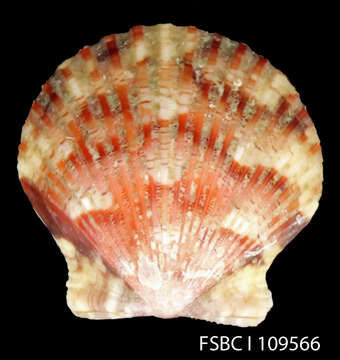 Image of Atlantic Calico scallop