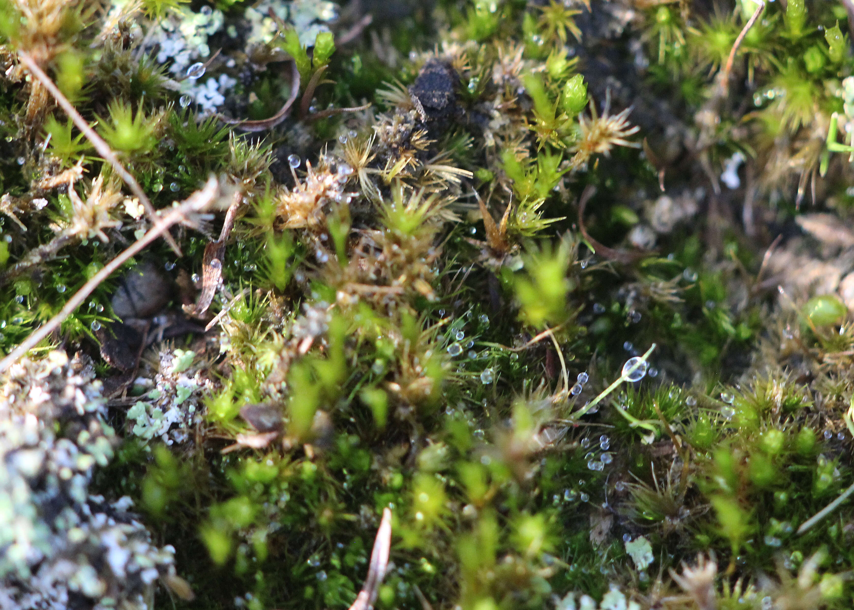 Image of dicranum moss