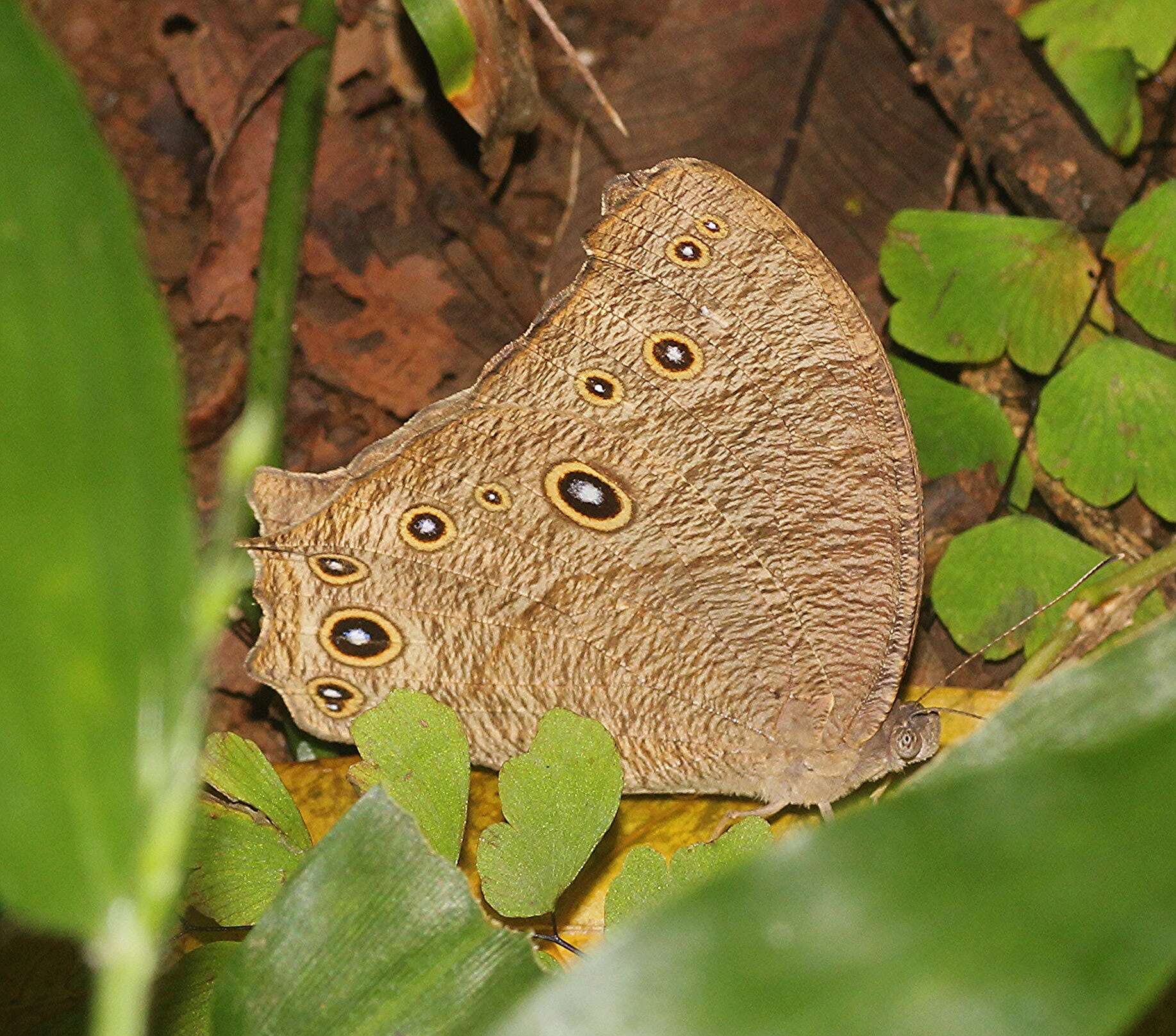 Plancia ëd Melanitis leda Linnaeus 1758