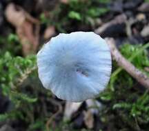 Conocybe aeruginosa Romagn. 1969的圖片