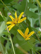 Image of Engelmann's daisy