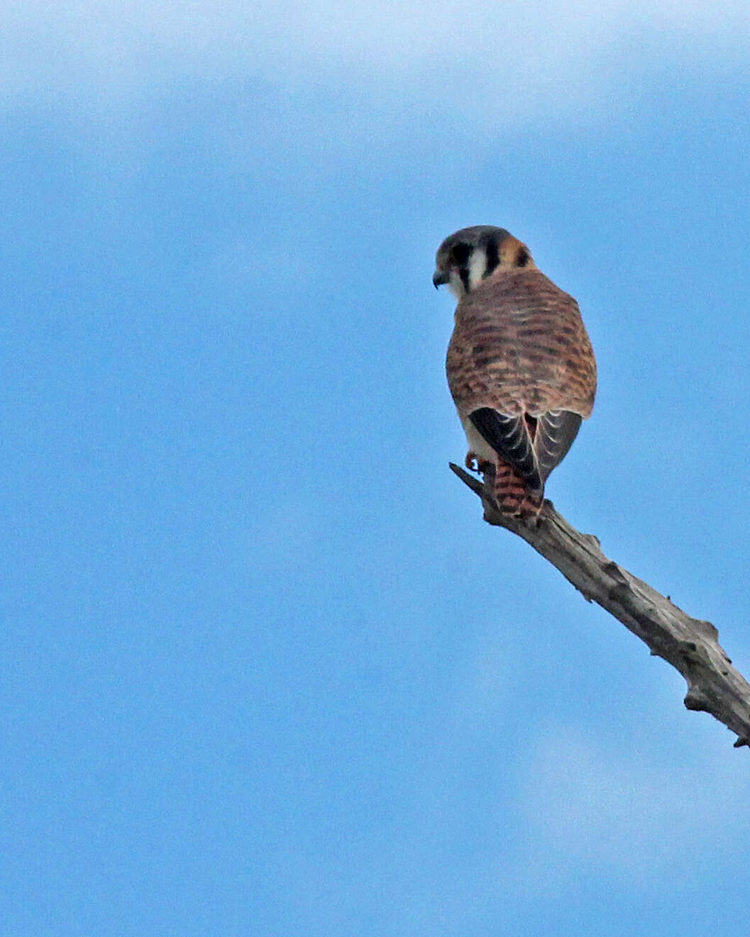 Image of American Kestrel