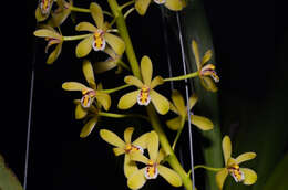 Cymbidium chloranthum Lindl.的圖片