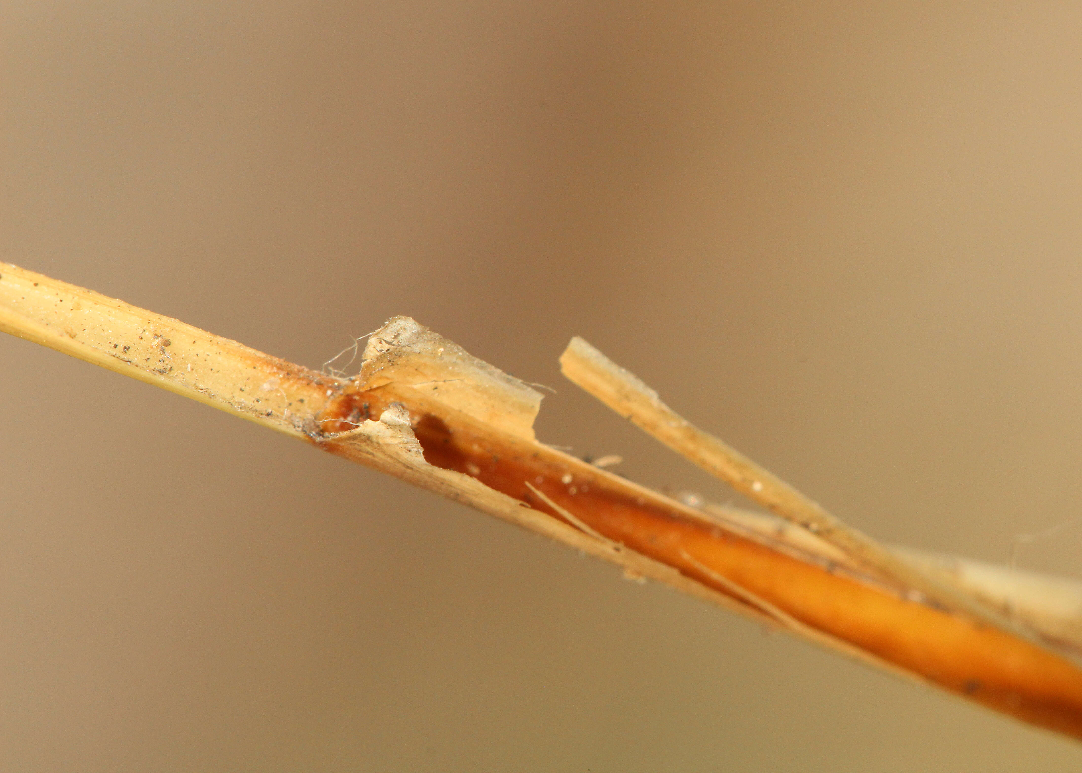 Image of cutthroat grass