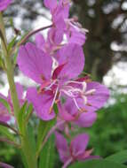 Image of rosebay willowherb