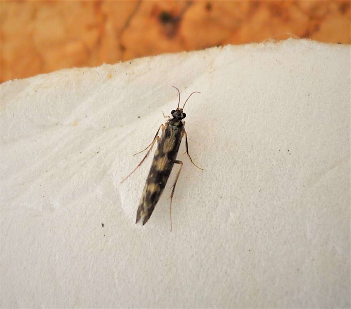 Image of Salt and Pepper Microcaddis