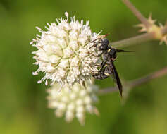 Cerceris fumipennis Say 1837 resmi